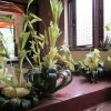 ගොක් කලාව පිළිබඳ පුහුණු වැඩසටහන