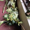 ගොක් කලාව පිළිබඳ පුහුණු වැඩසටහන